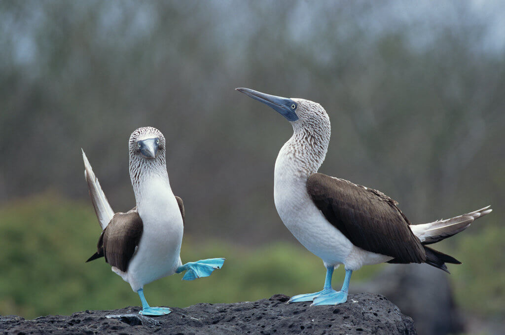 A magnificent pair of Blue-footed Boobies